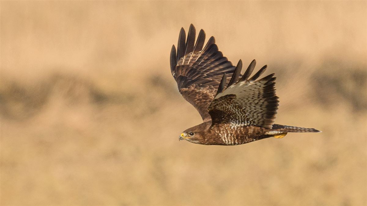 Common Buzzard