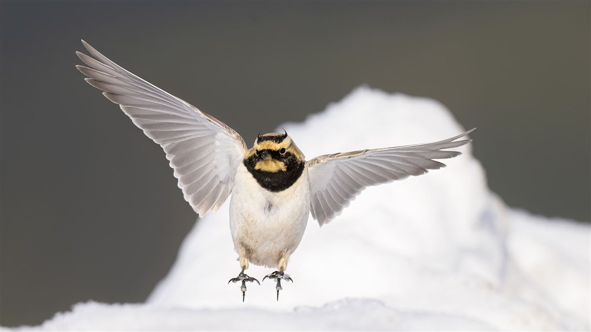 Horned Lark