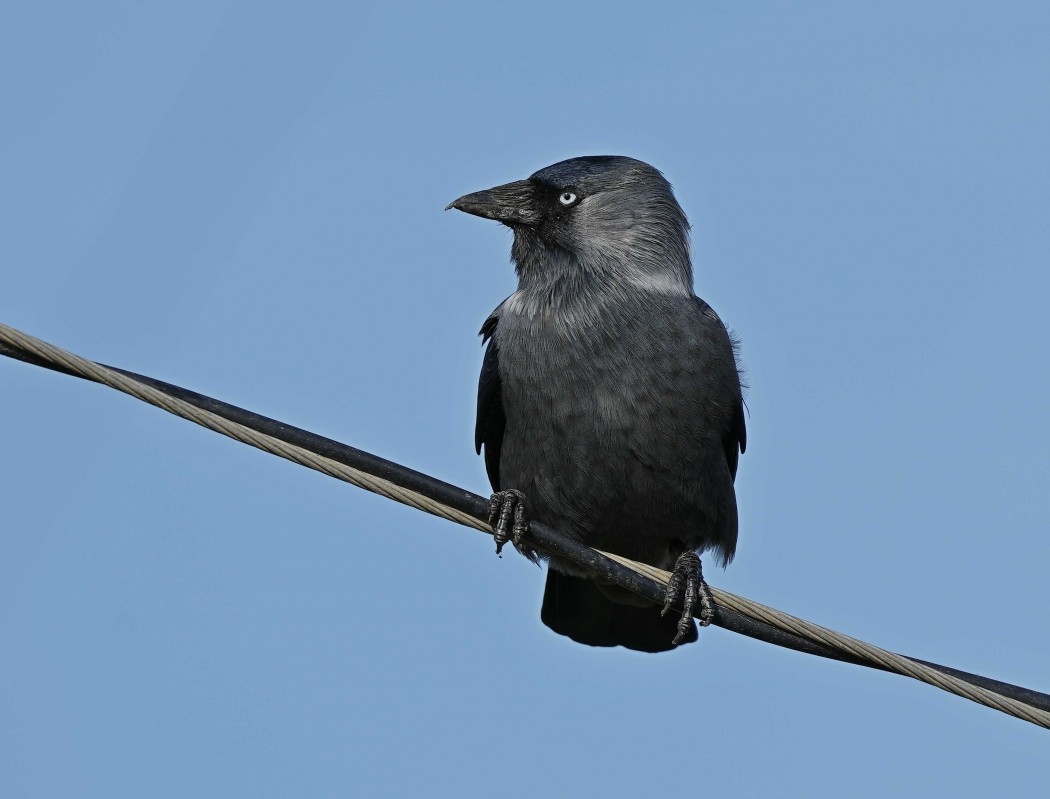 Küçük Karga