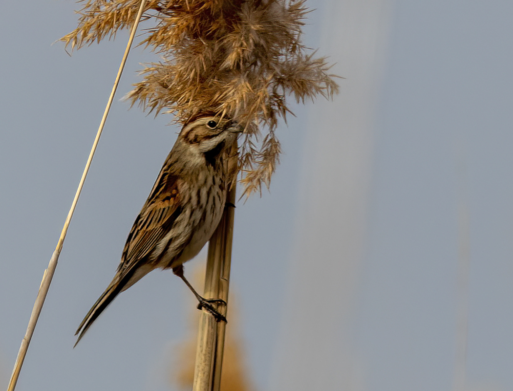 Common Reed Bunting