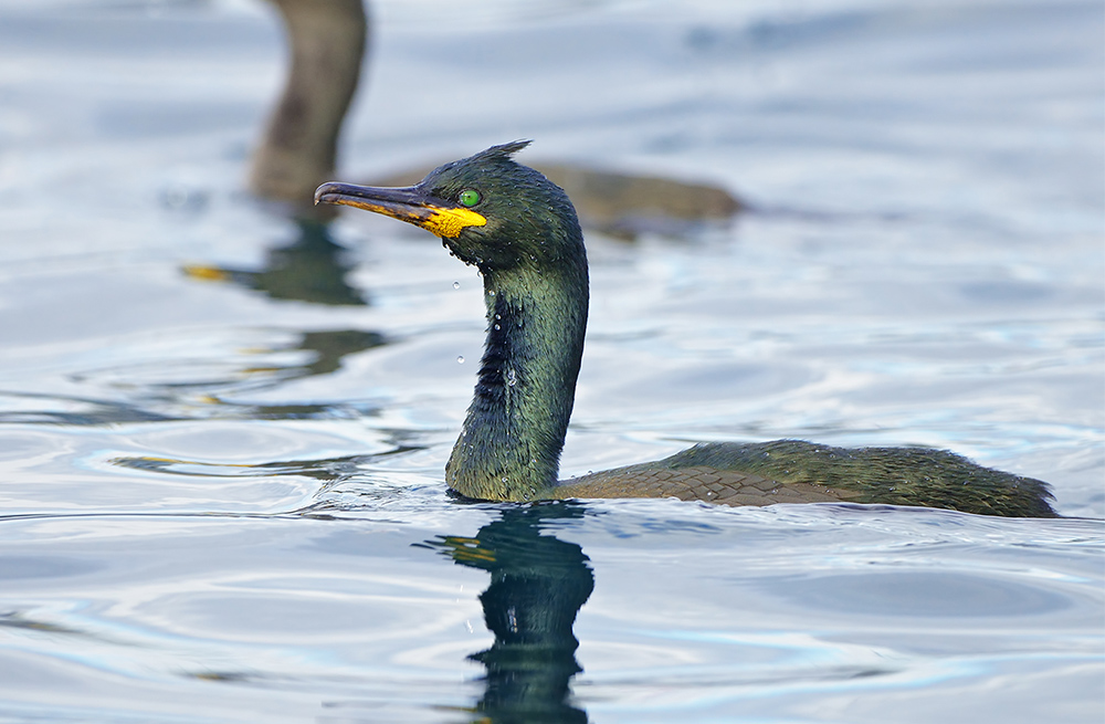 European Shag