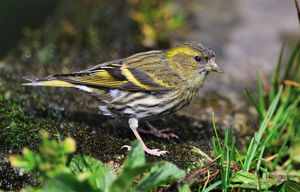 Eurasian Siskin