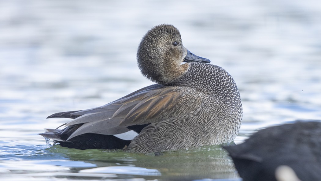 Gadwall