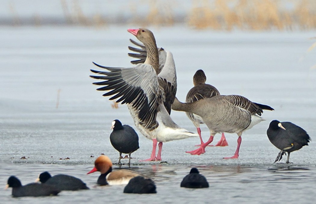 Greylag Goose