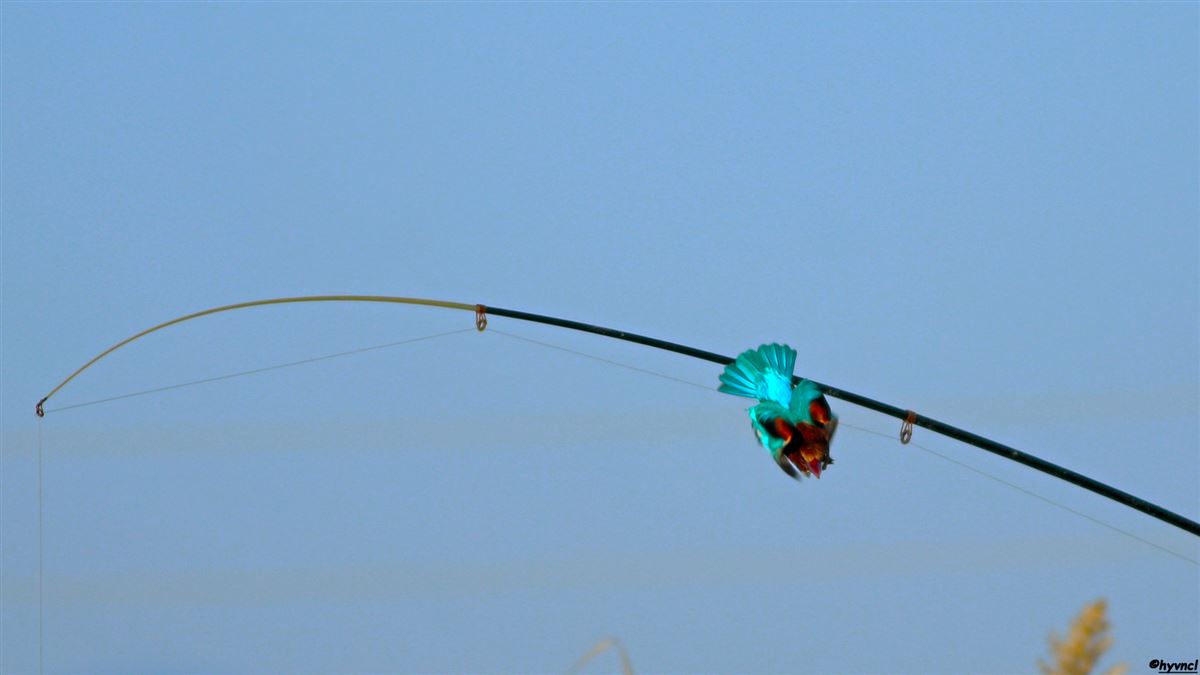 White-throated Kingfisher