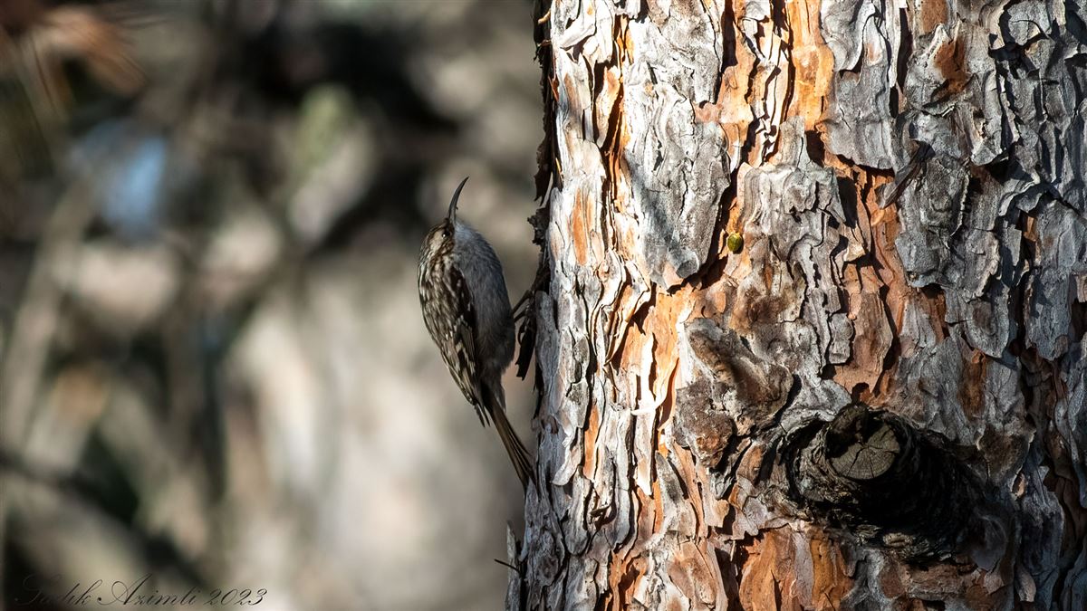 Short-toed Treecreeper