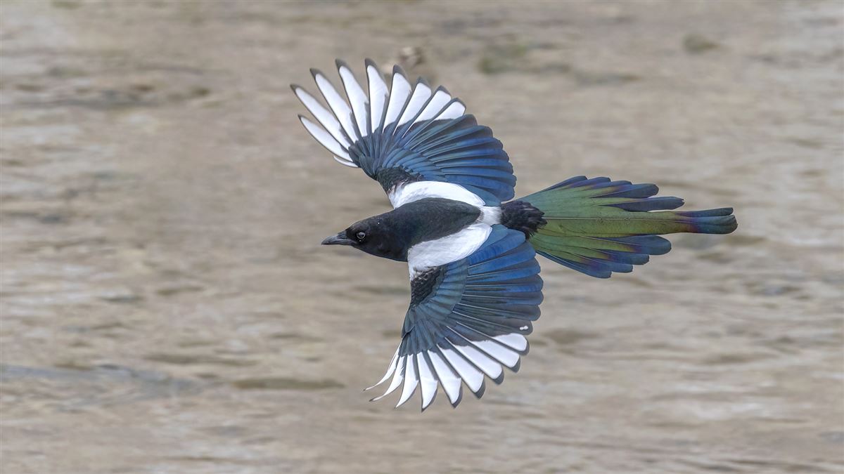 Eurasian Magpie