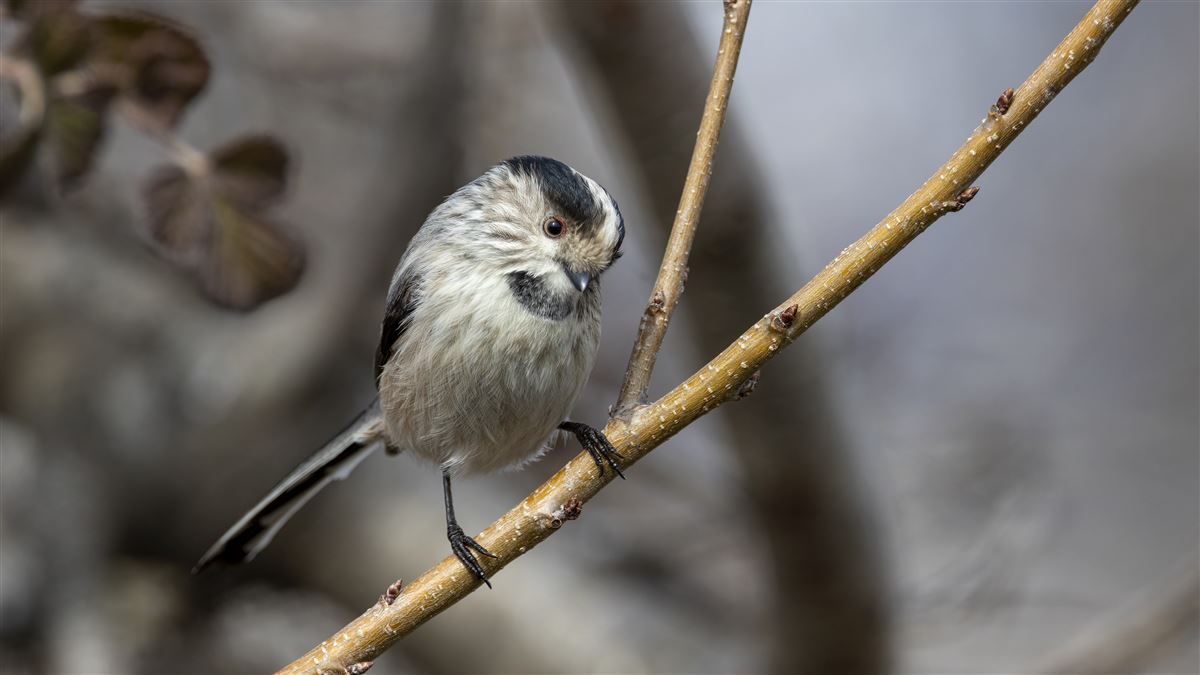 Long-tailed Tit