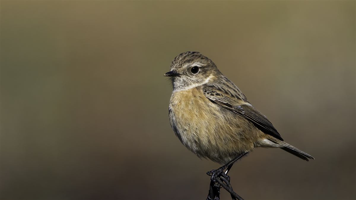 European Stonechat