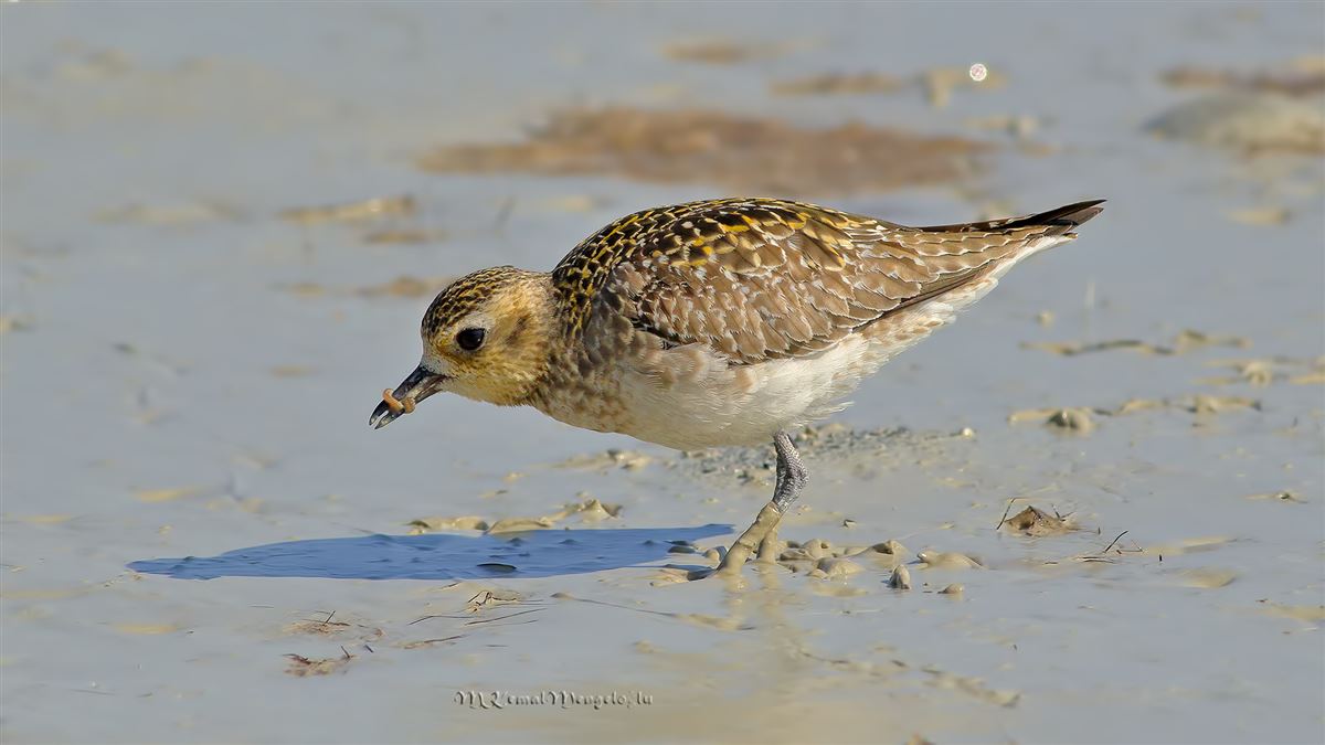 Pacific Golden Plover