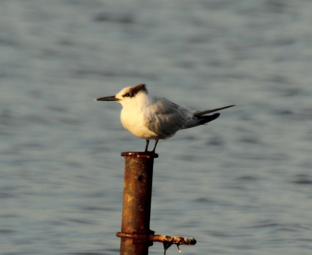 Sandwich Tern