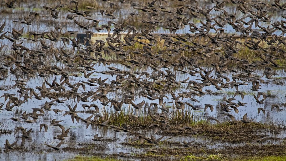 Common Starling