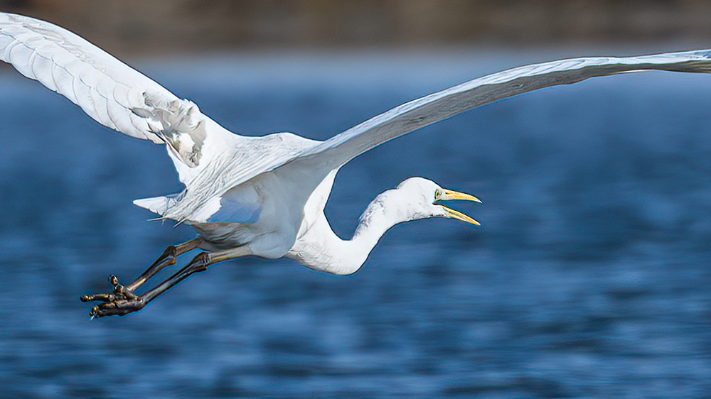 Great Egret
