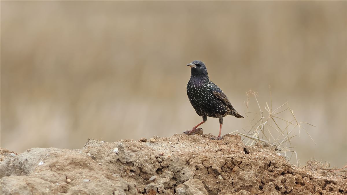 Common Starling