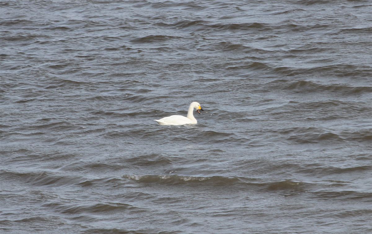 Tundra Swan