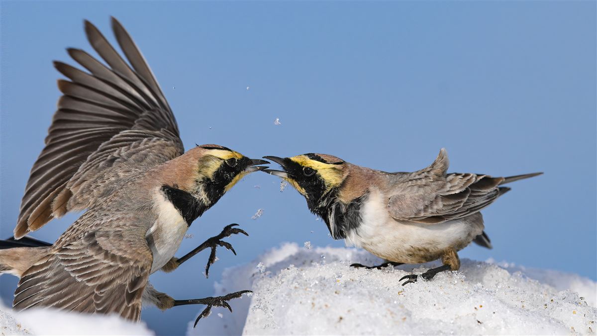 Horned Lark