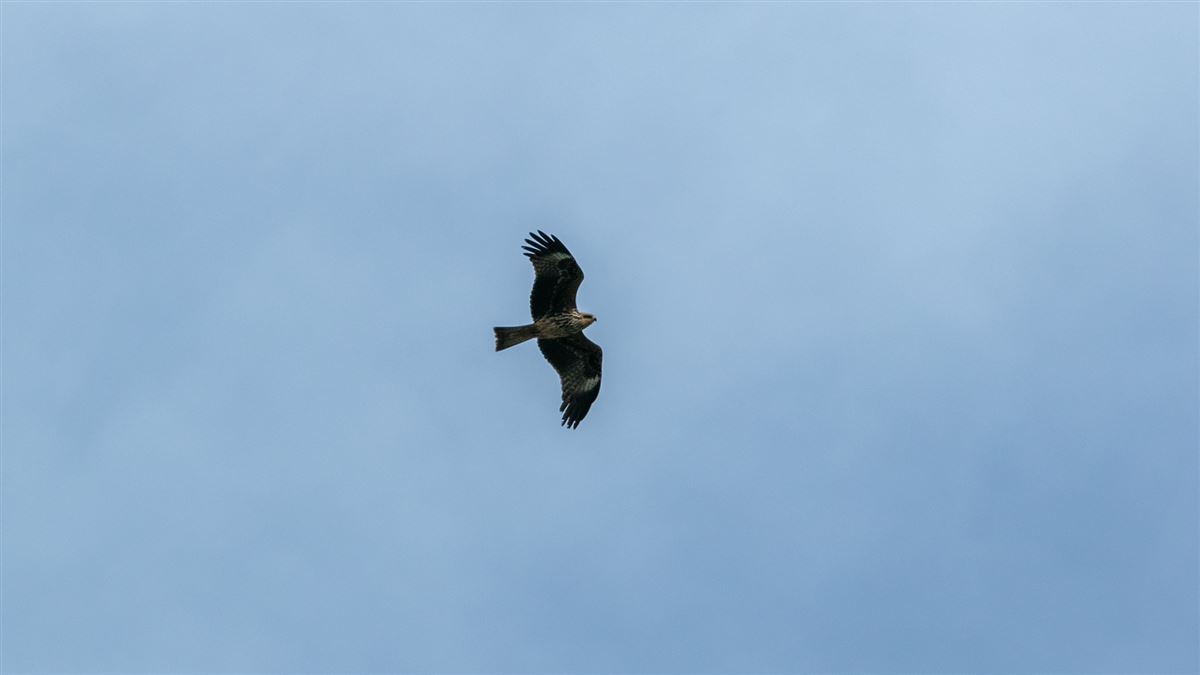 Black Kite