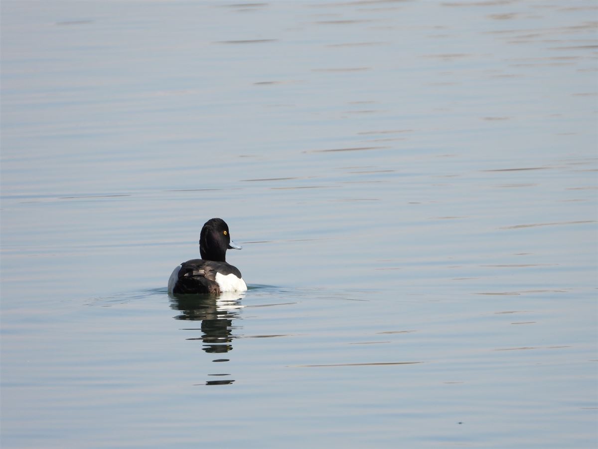 Tufted Duck