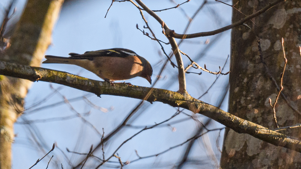 Eurasian Chaffinch