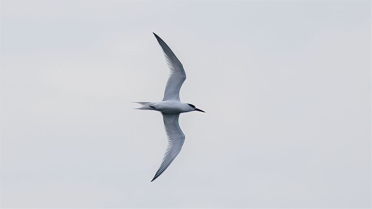 Sandwich Tern