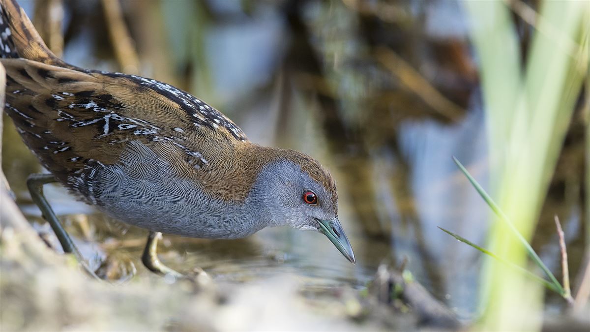 Baillon`s Crake