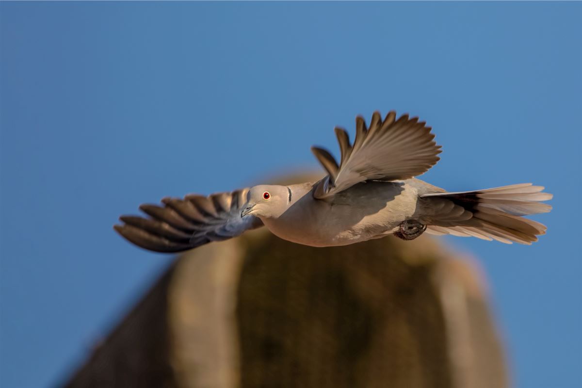 Eurasian Collared Dove