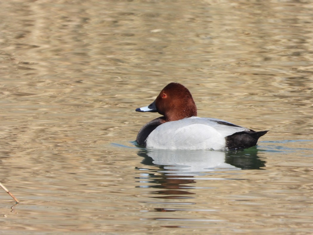 Common Pochard
