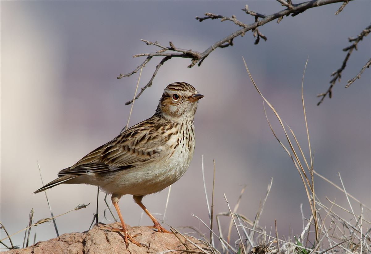 Woodlark