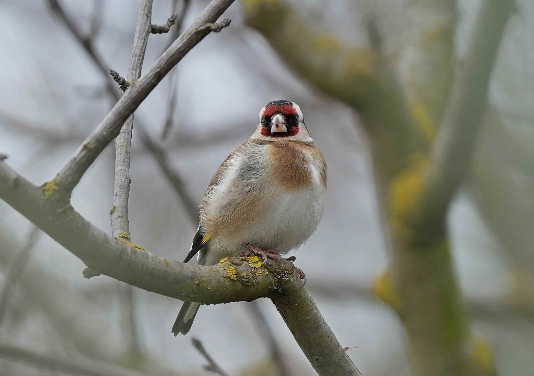 European Goldfinch