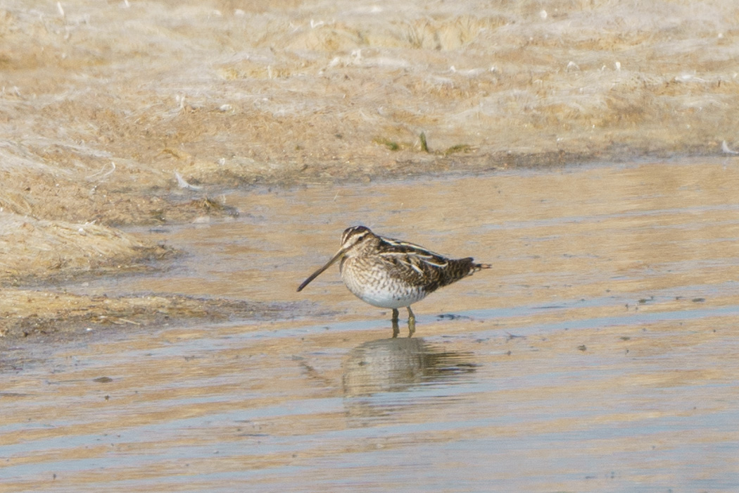 Common Snipe