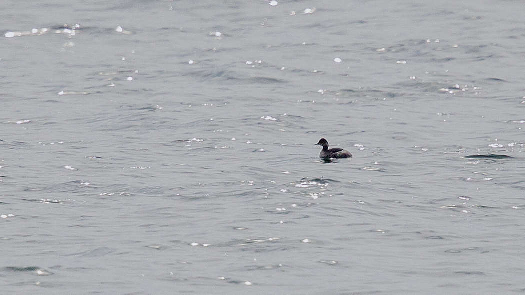 Black-necked Grebe