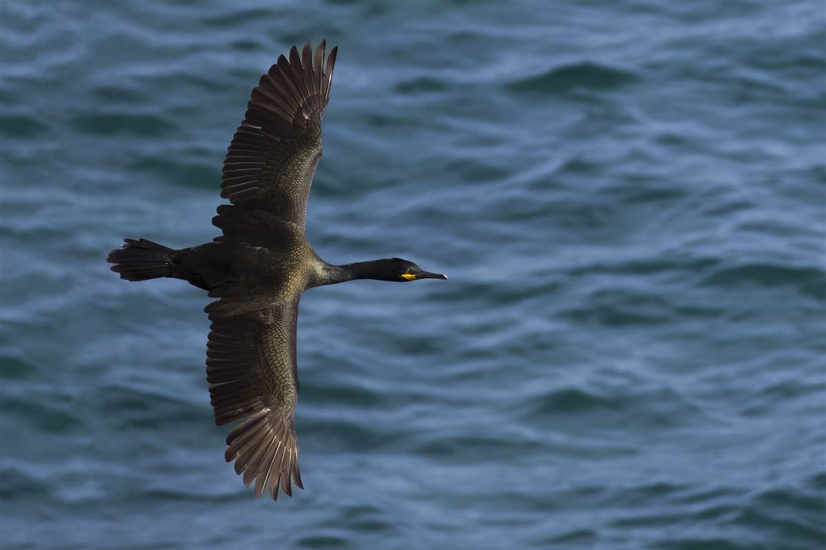 European Shag