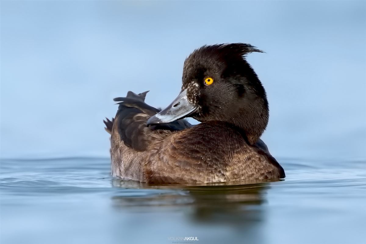 Tufted Duck