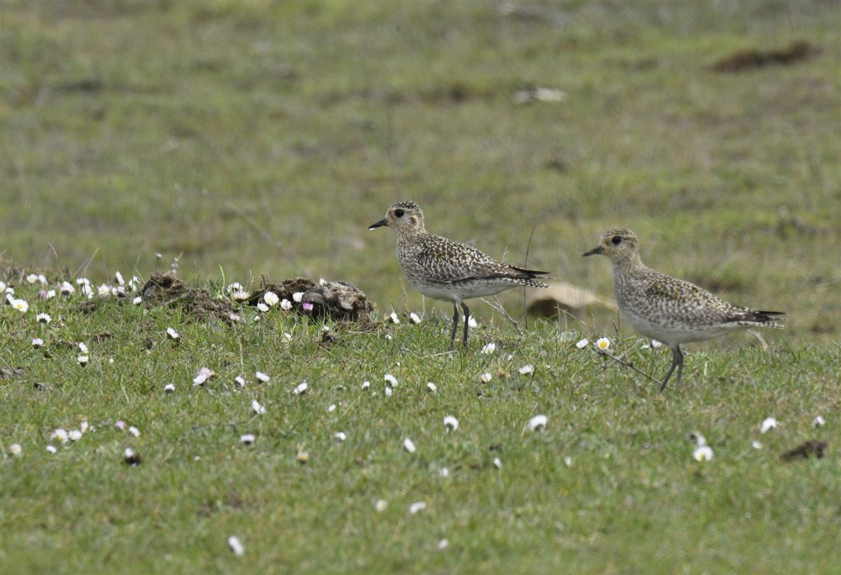 European Golden Plover