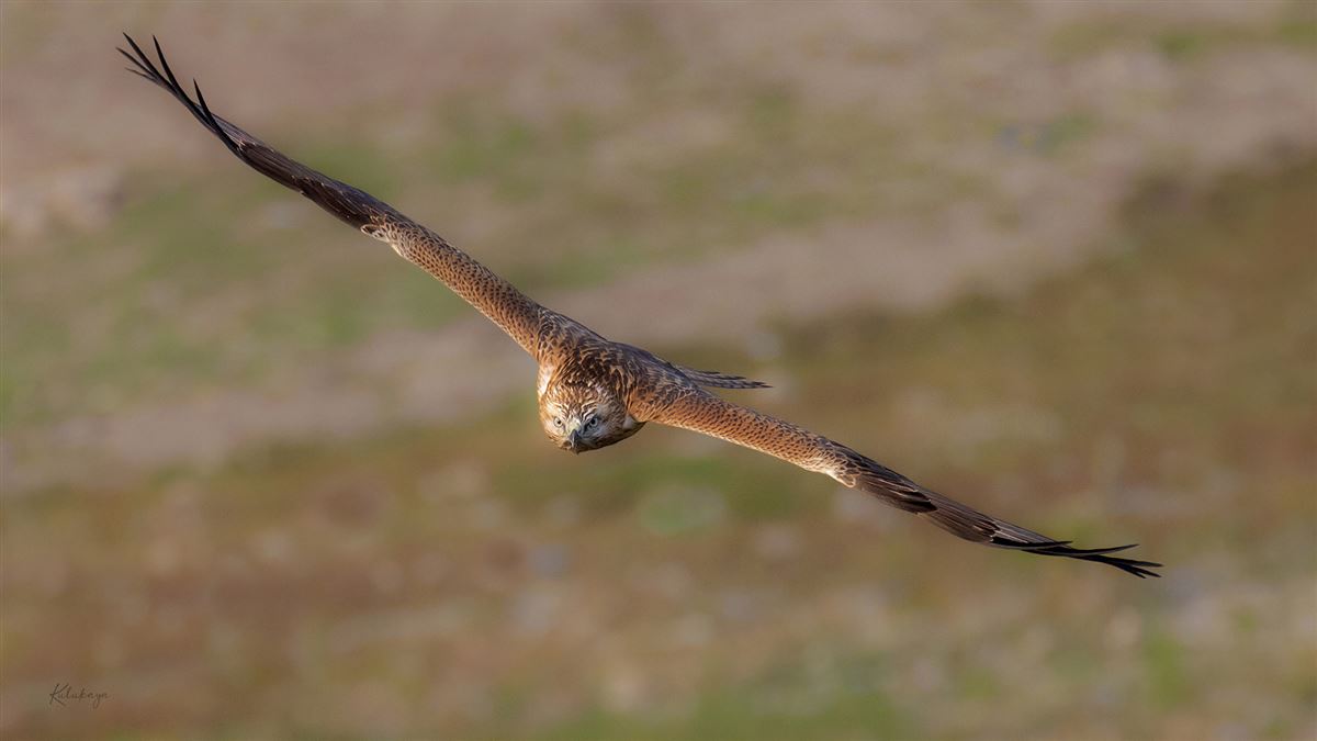 Long-legged Buzzard