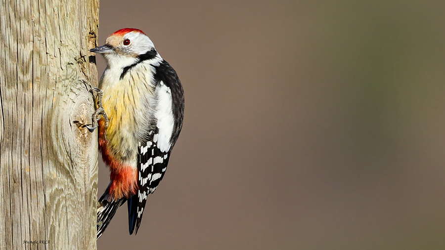 Middle Spotted Woodpecker