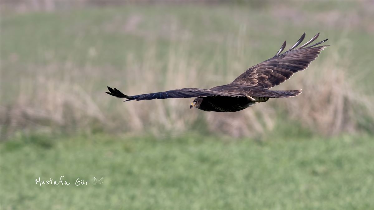 Common Buzzard