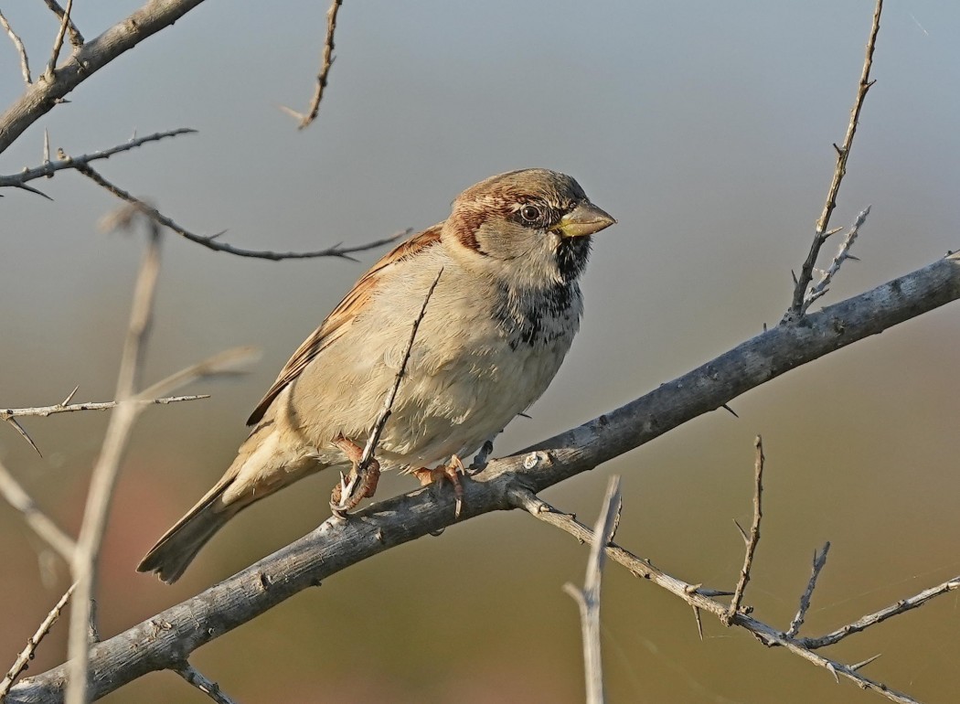 House Sparrow