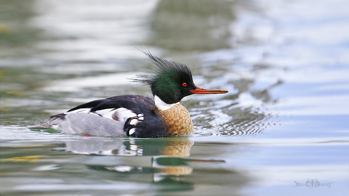 Red-breasted Merganser