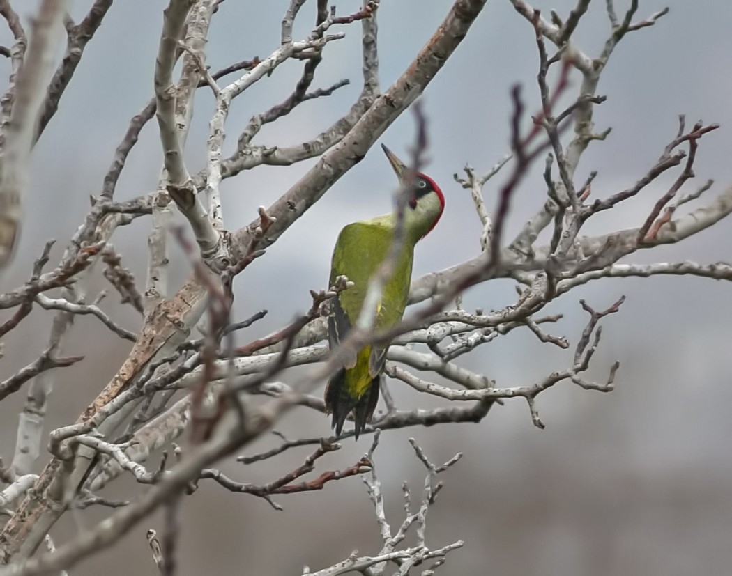 European Green Woodpecker