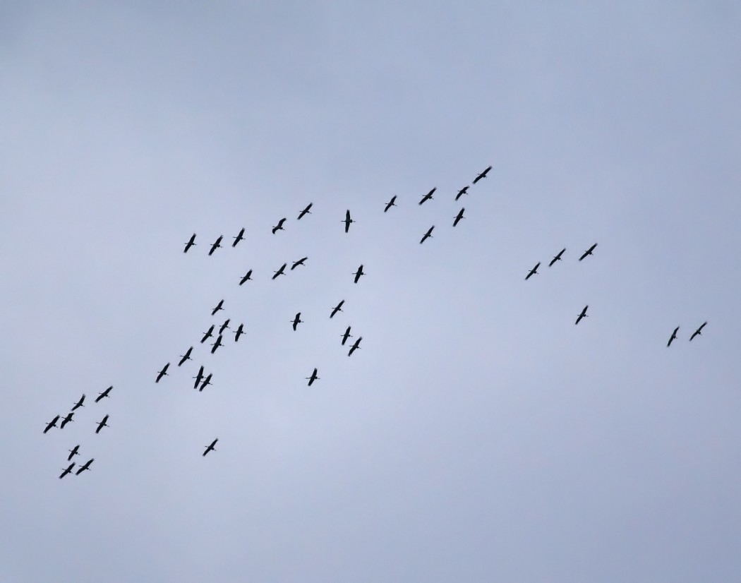 Common Crane