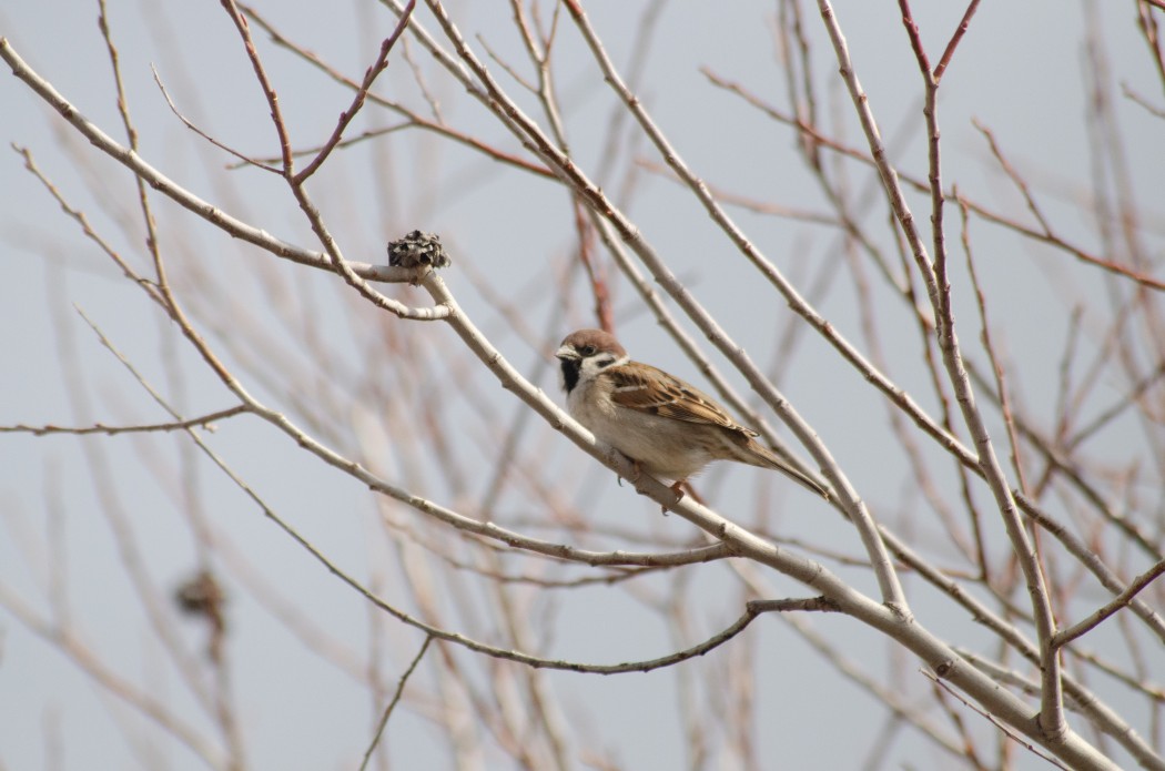 Eurasian Tree Sparrow