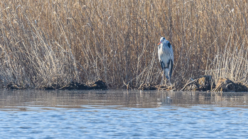 Grey Heron