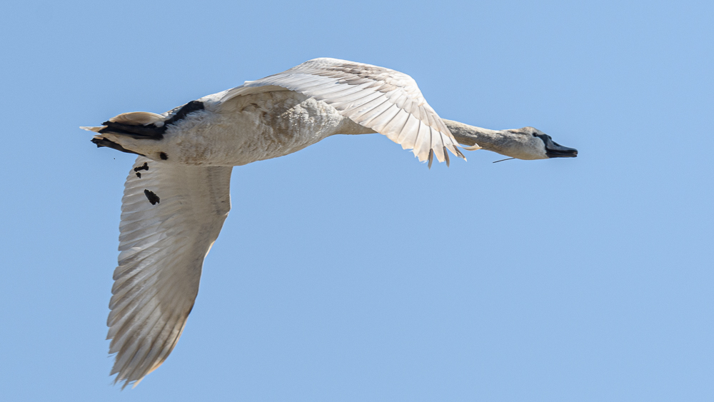 Mute Swan