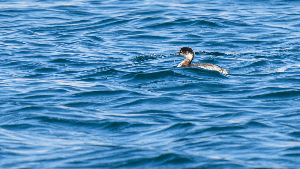 Black-necked Grebe