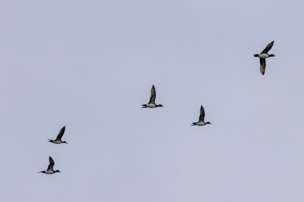 Eurasian Wigeon