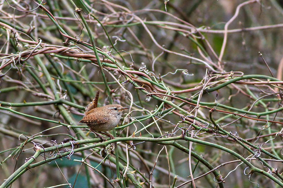 Eurasian Wren
