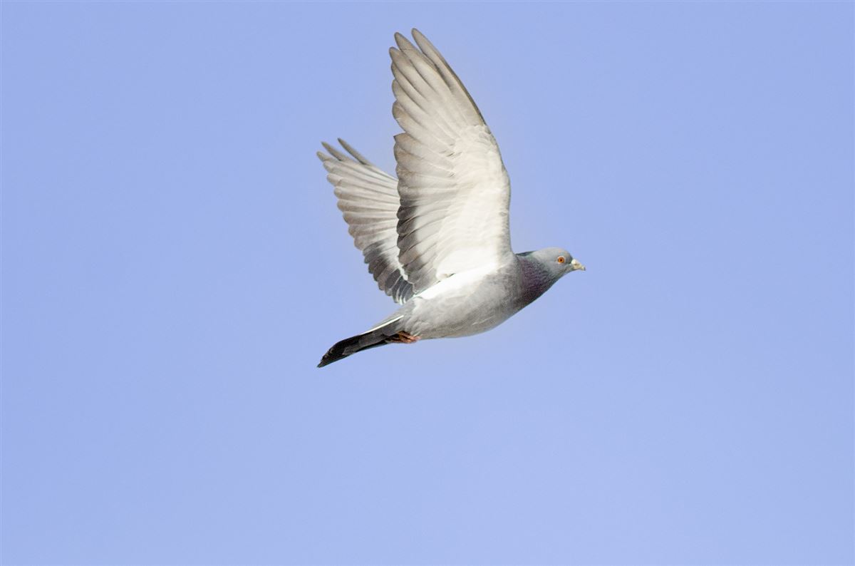 Rock Dove