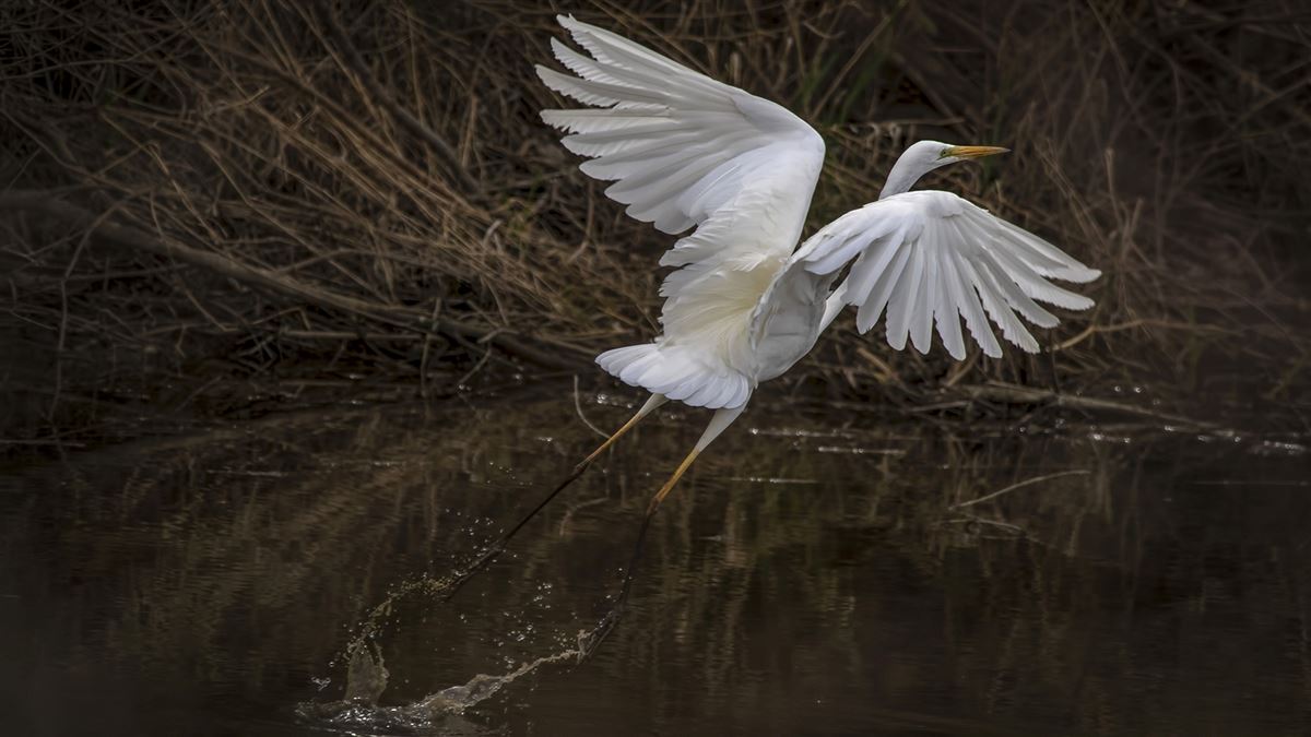 Great Egret