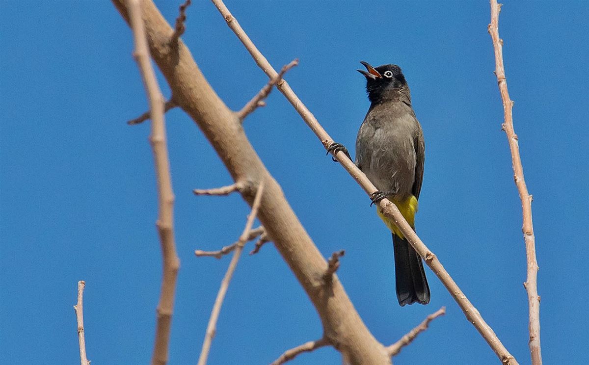 White-spectacled Bulbul